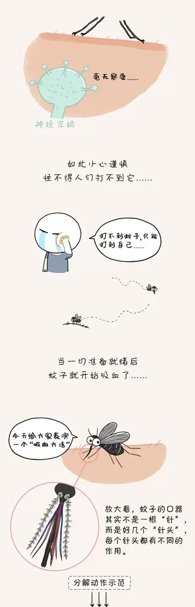 蚊子叮人偏爱血型-蚊子叮咬与血型关系研究