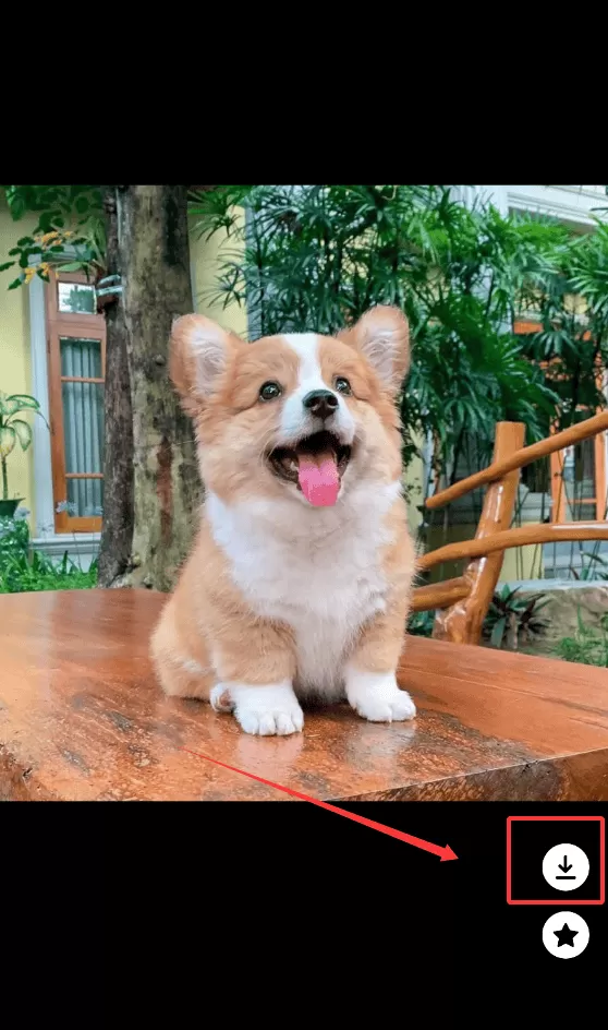 海豚壁纸