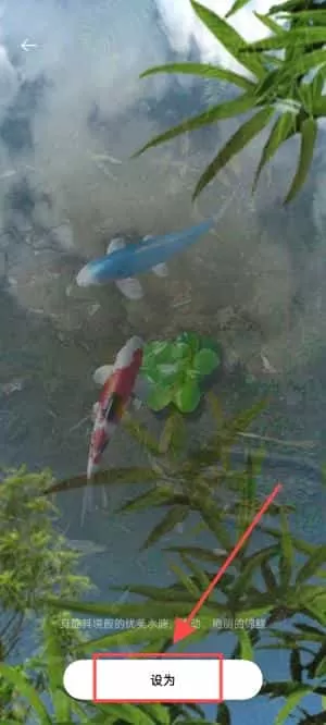 鱼池动态壁纸
