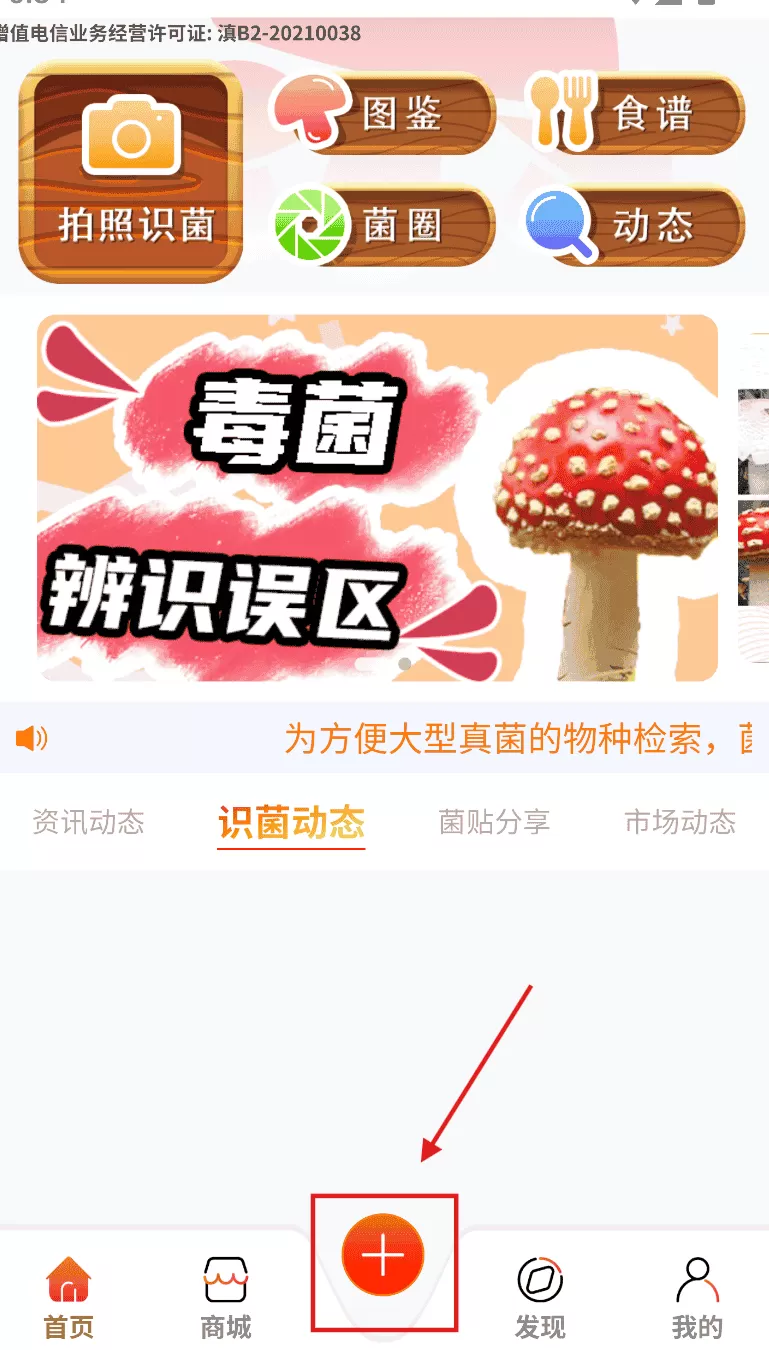 菌窝子