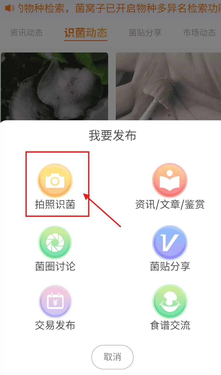 菌窝子
