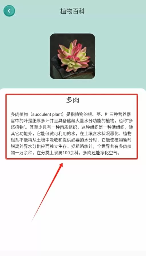 花之灵
