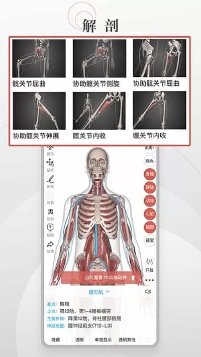 第三人体